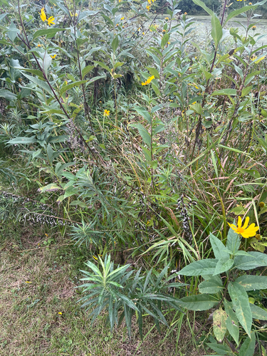 Sawtooth Wormwood