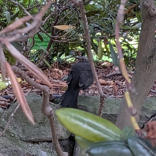 Eurasian Blackbird