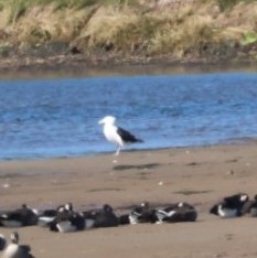 Great Black-backed Gull
