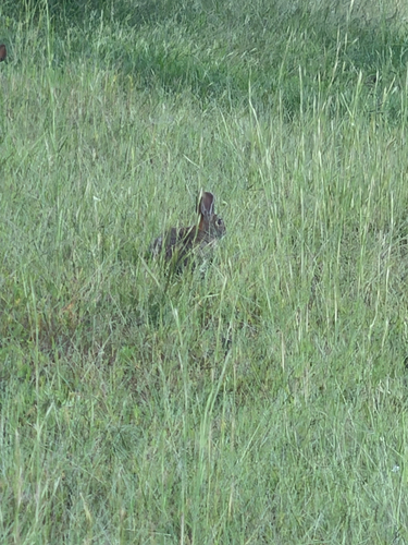 Eastern Cottontail