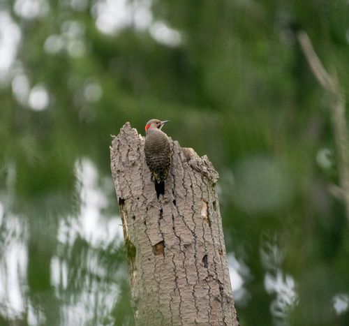 Northern Flicker