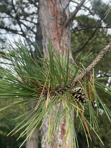 red pine