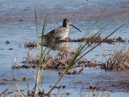 Long-billed Dowitcher