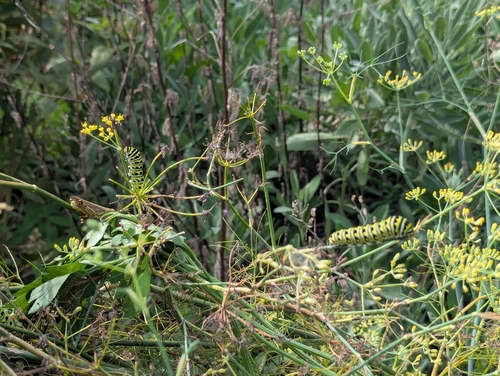 Black Swallowtail