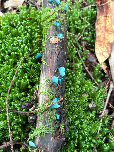 Green Wood Cup