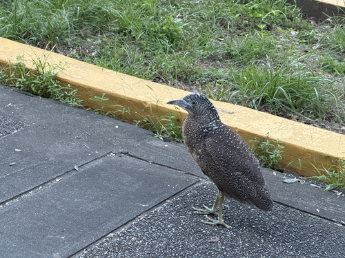 Malayan Night Heron
