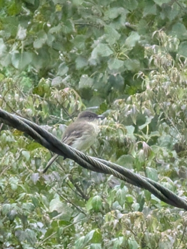 Eastern Phoebe