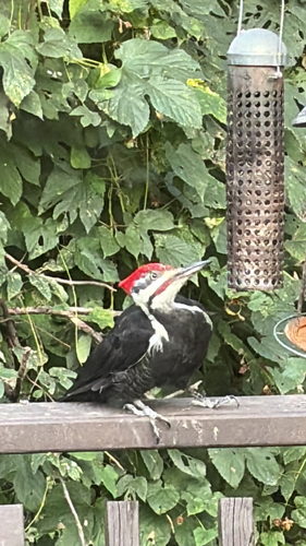 Pileated Woodpecker