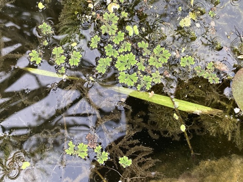 water fern