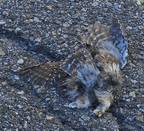 Little Owl