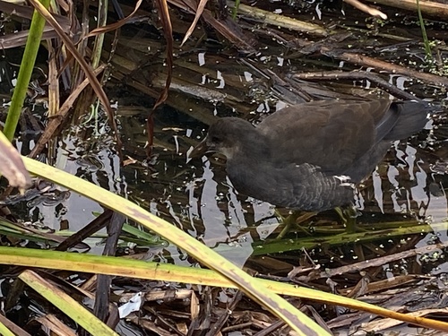 Eurasian Moorhen