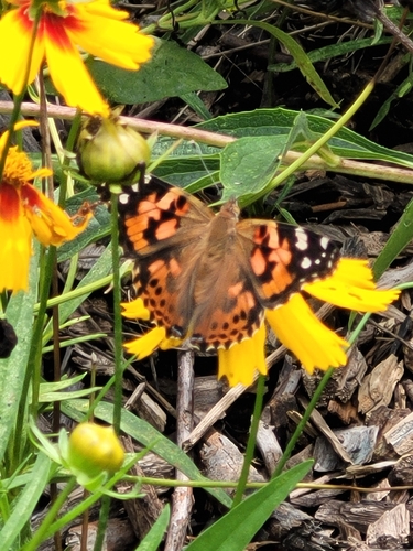 Painted Lady