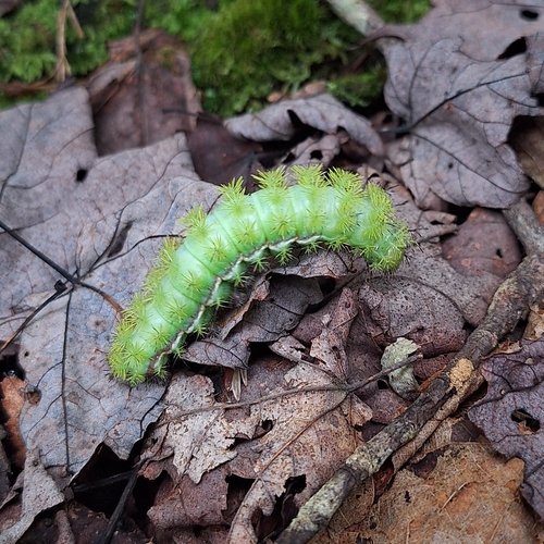 Io Moth