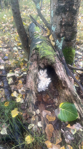 Coral tooth fungus