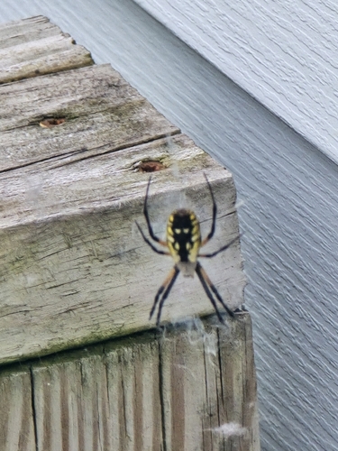 Yellow Garden Spider