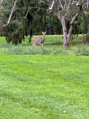 White-tailed Deer
