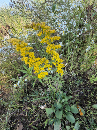 field goldenrod