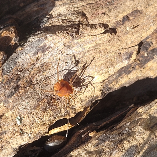 Say's Armored Harvestman