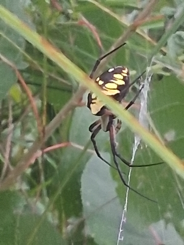 Yellow Garden Spider