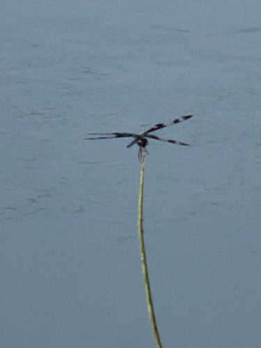 Banded Pennant