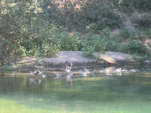 Common Merganser