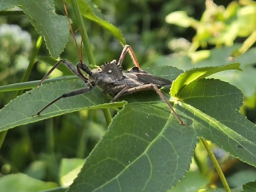 North American Wheel Bug