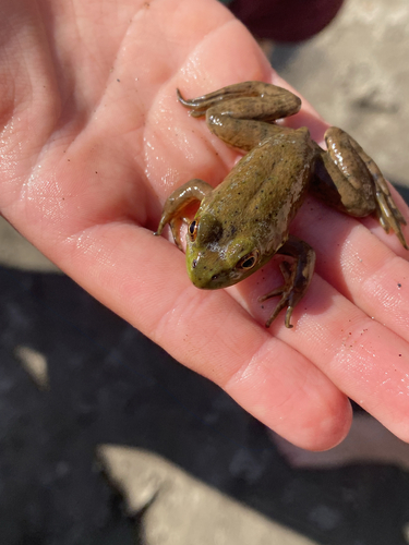 American Bullfrog