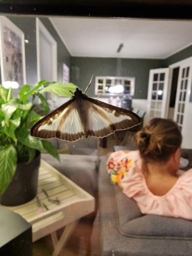 Box Tree Moth
