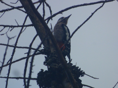 Great Spotted Woodpecker