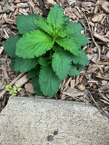 Indian tobacco