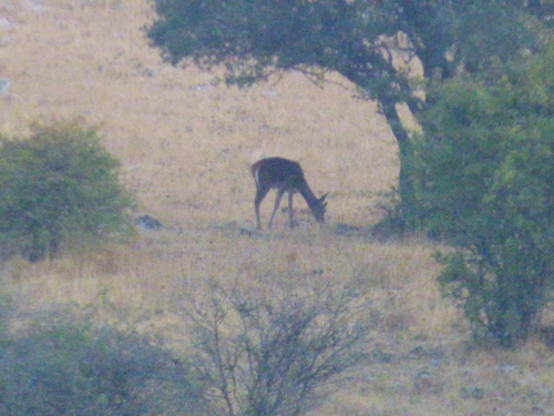 Red Deer