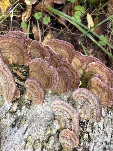 violet-toothed polypore