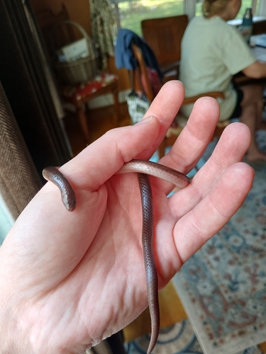 Common Wormsnake