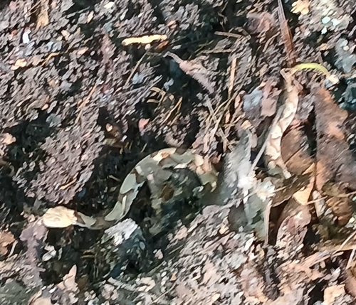 Eastern Copperhead