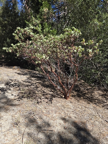 iNaturalist observation photo of pointleaf manzanita