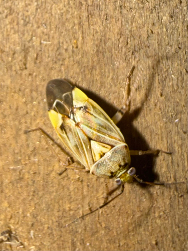 North American Tarnished Plant Bug