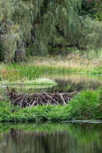 American Beaver