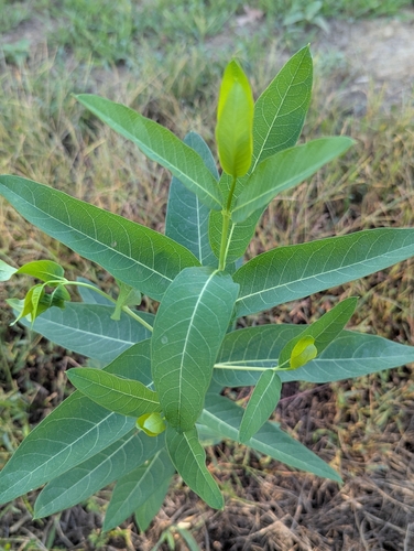 hemp dogbane