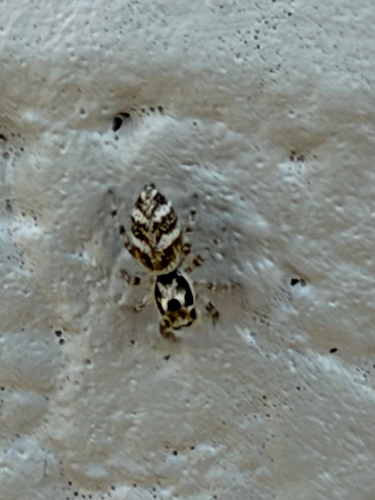 Zebra Jumping Spider