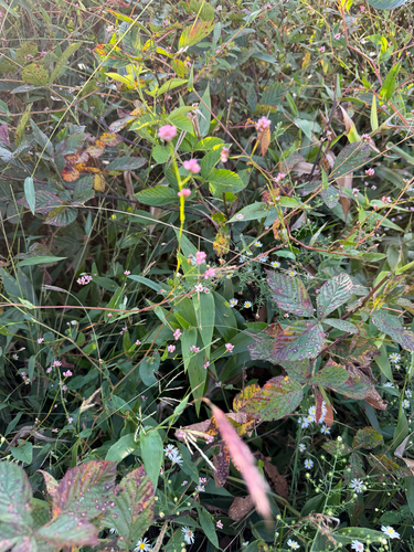 arrow-leaved tearthumb