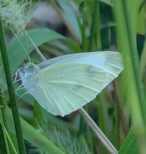 Small White