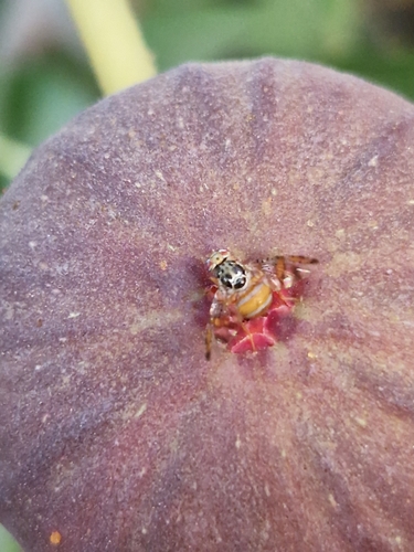 Mediterranean Fruit Fly
