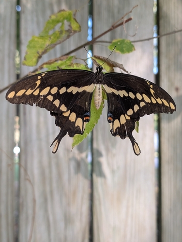 Eastern Giant Swallowtail