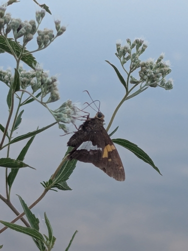 Silver-spotted Skipper