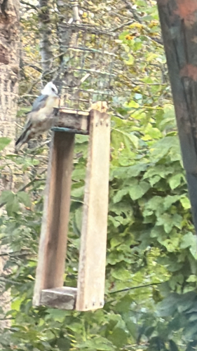 White-breasted Nuthatch