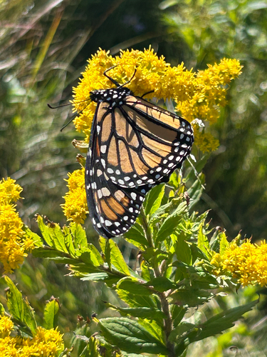Monarch