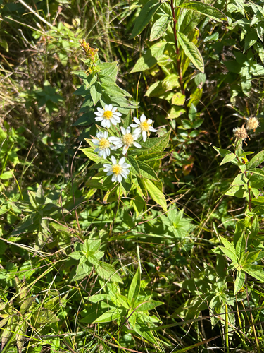 flat-top white aster