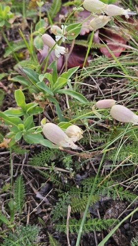 bladder campion