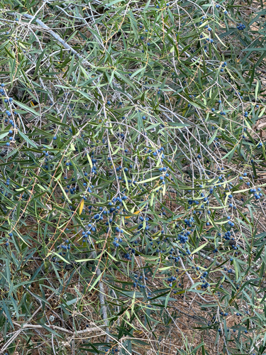 Narrow-leaved mock privet
