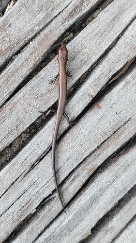 Little Brown Skink